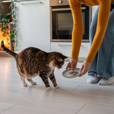 McCardal Home Watch feed pets